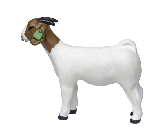 Grand Champion Boer Doe
