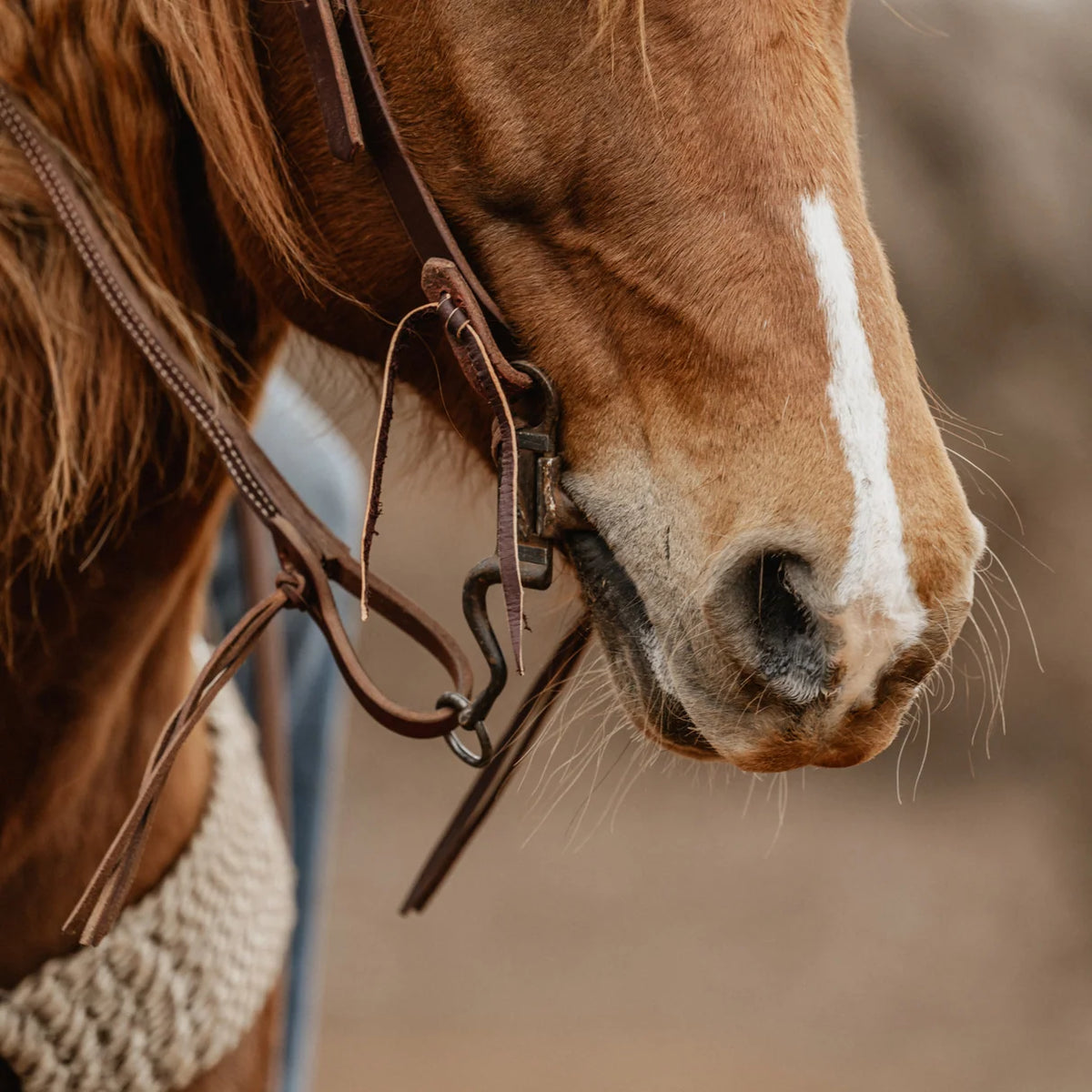 STS Ranch Signature Tack Latigo Leather Split Rein, Pineapple Knot, 1/2" x 8' on horse close up