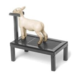 Champion Dorset Market Lamb