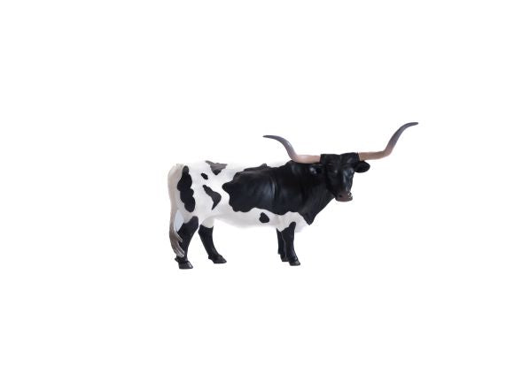Texas Longhorn Steer Black & White