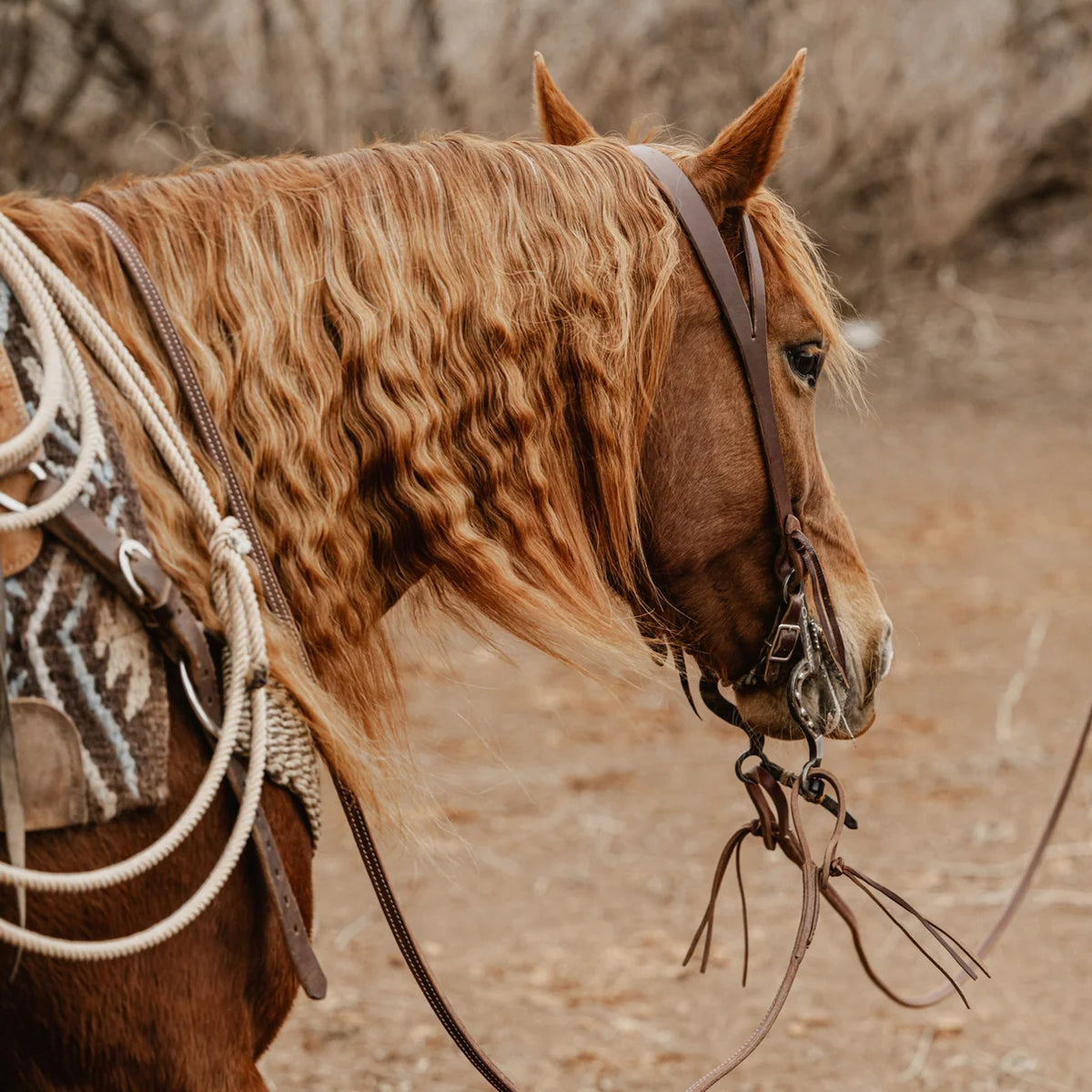 STS Ranch Signature Tack Harness Leather Split Ear Headstall, 3/4" on a horse in a pasture in winter