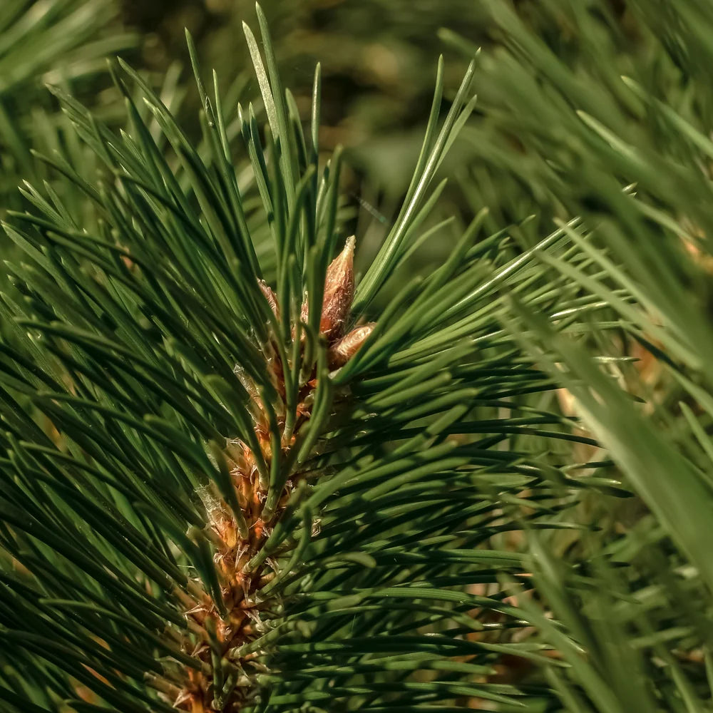 Pura x Thymes Frasier Fir Car Fragrance Refill