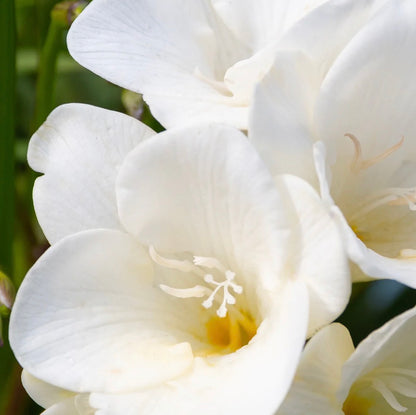 Lost in Amalfi Smart Vial