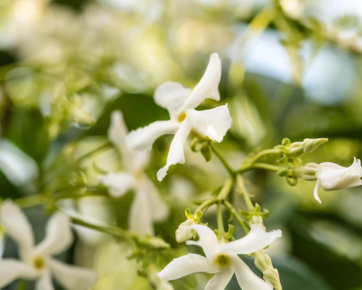 White Tea No. 1 Smart Vial