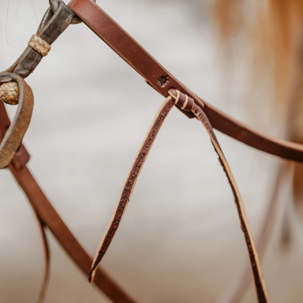  STS Ranch Signature Tack Harness Leather Split Rein, Water Tie Ends, 8' on a horse outside close up n bridle