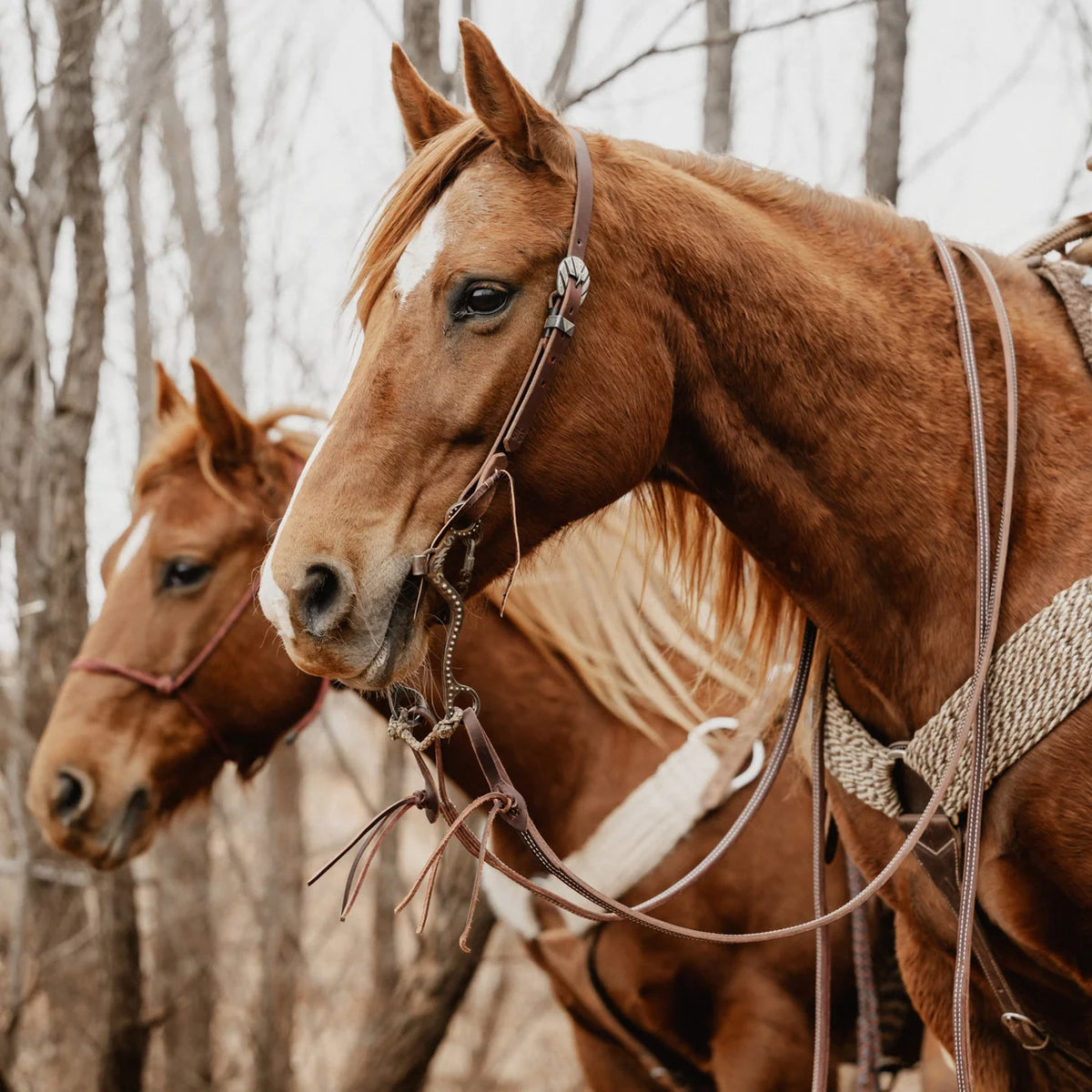 STS Ranch Signature Tack Latigo Leather Split Rein, Pineapple Knot, 1/2" x 8' on horse outside
