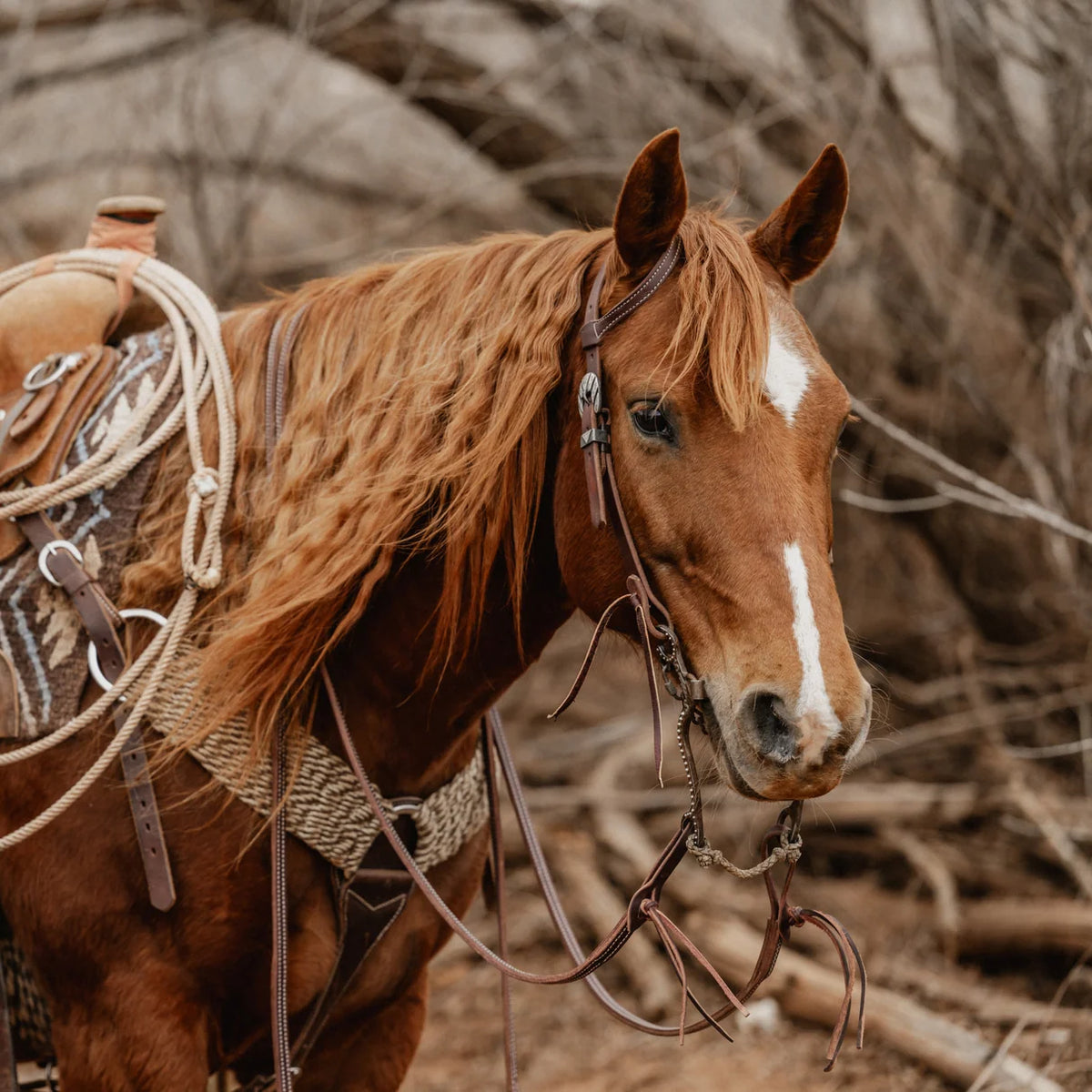 STS Sliding Ear Headstall 3/4", Rifleman on a horse outdoors in winter