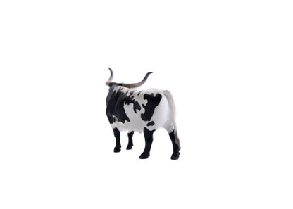 Texas Longhorn Steer Black & White